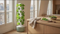 Cueillette de basilic sur la tour VertiHerbe, en cuisine