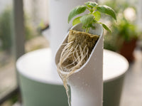 Basil seedling roots in a VertiHerbe cup